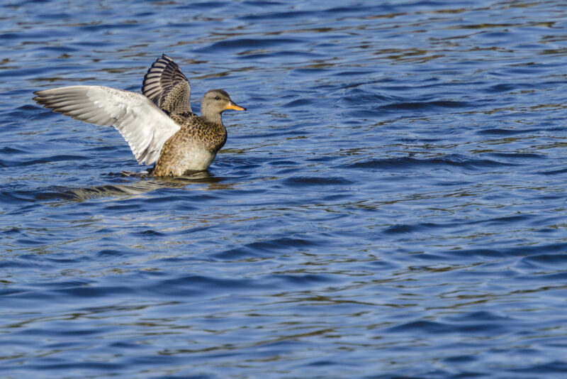Canard chipeau femelle